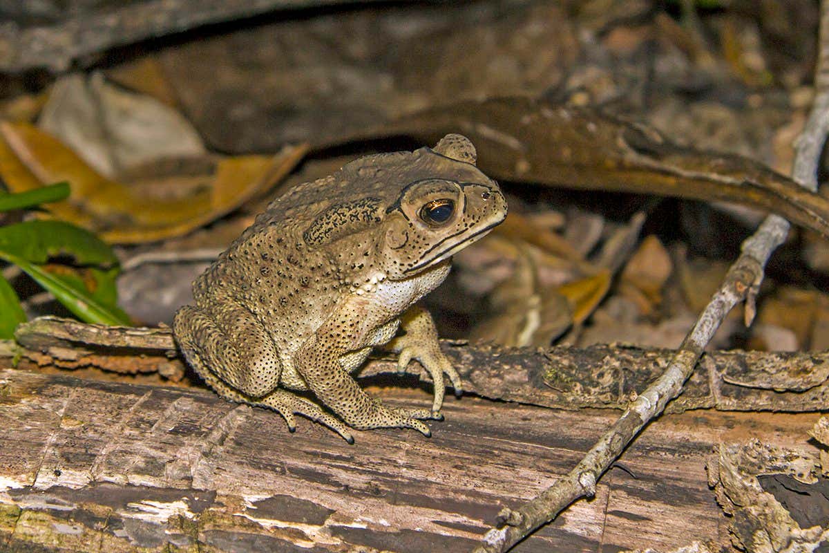 An Asian common toad photographed in Madagascar