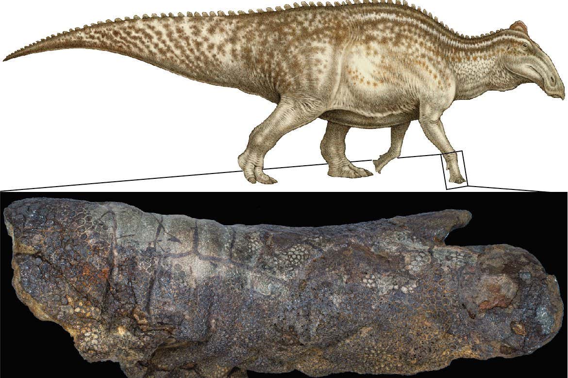 Life reconstruction of Edmontosaurus