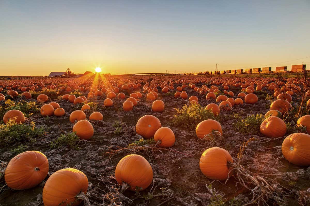 Pumpkin field at sunset; Shutterstock ID 510085957; purchase_order: -; job: -; client: -; other: -