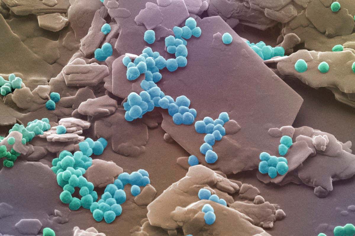 Beads of microplastic from a cosmetic facial scrub