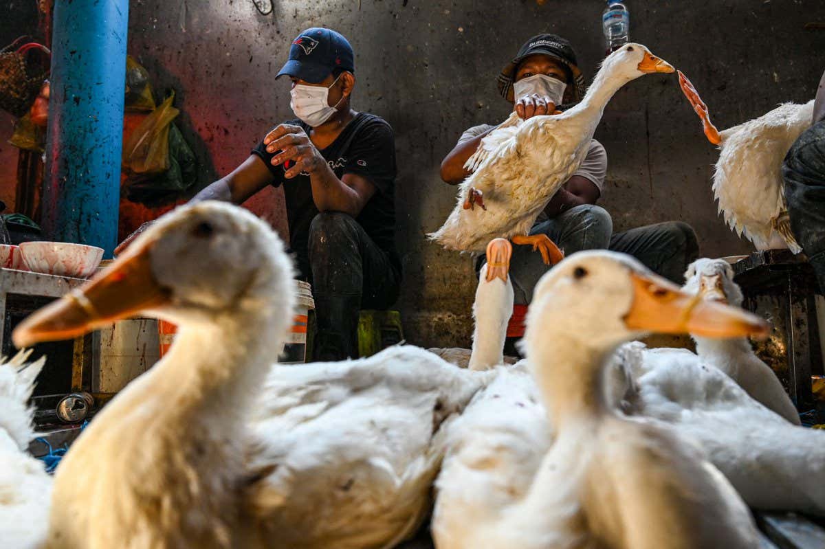 Ducks at a market in Phnom Penh, Cambodia, on 24 February 2023