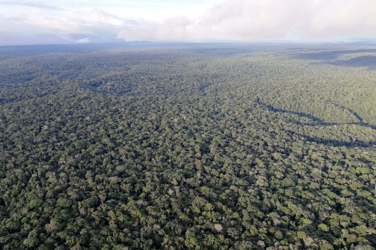 The Amazon rainforest in Brazil
