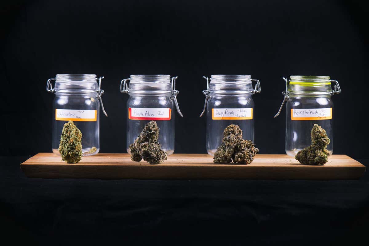 Assorted cannabis bud strains and glass jars isolated on black background - medical marijuana dispensary concept; Shutterstock ID 526723486; purchase_order: -; job: -; client: -; other: -
