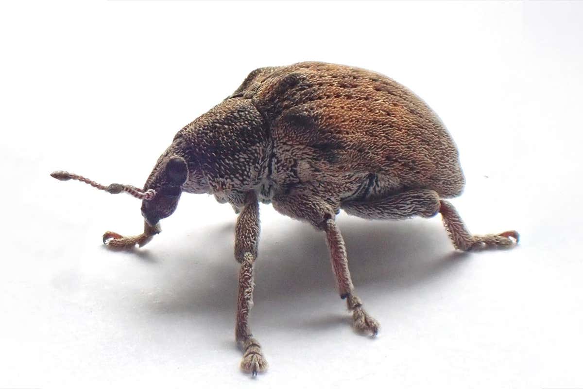 The eucalyptus snout beetle (Gonipterus scutellatus)