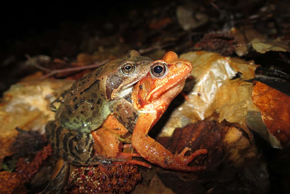 Two common frogs mating