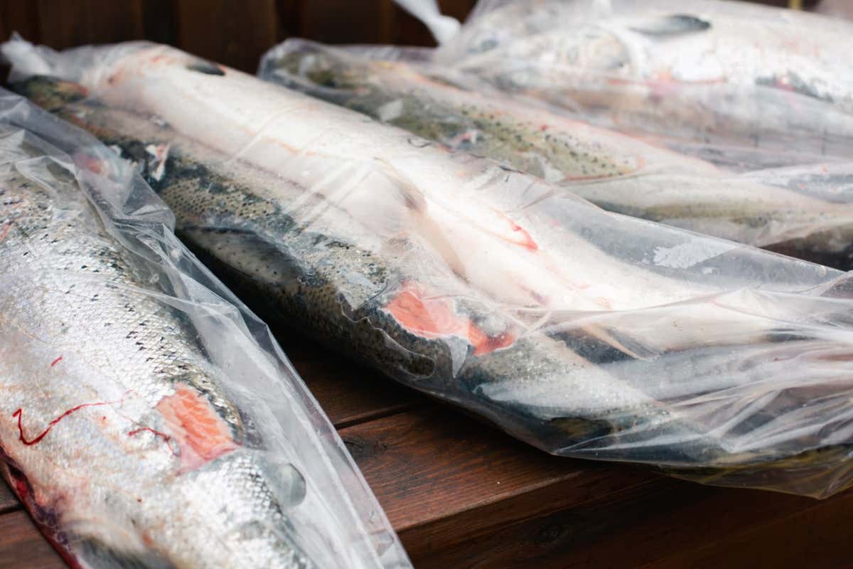 Recaptured farmed salmon ready to be sent to the authorities
