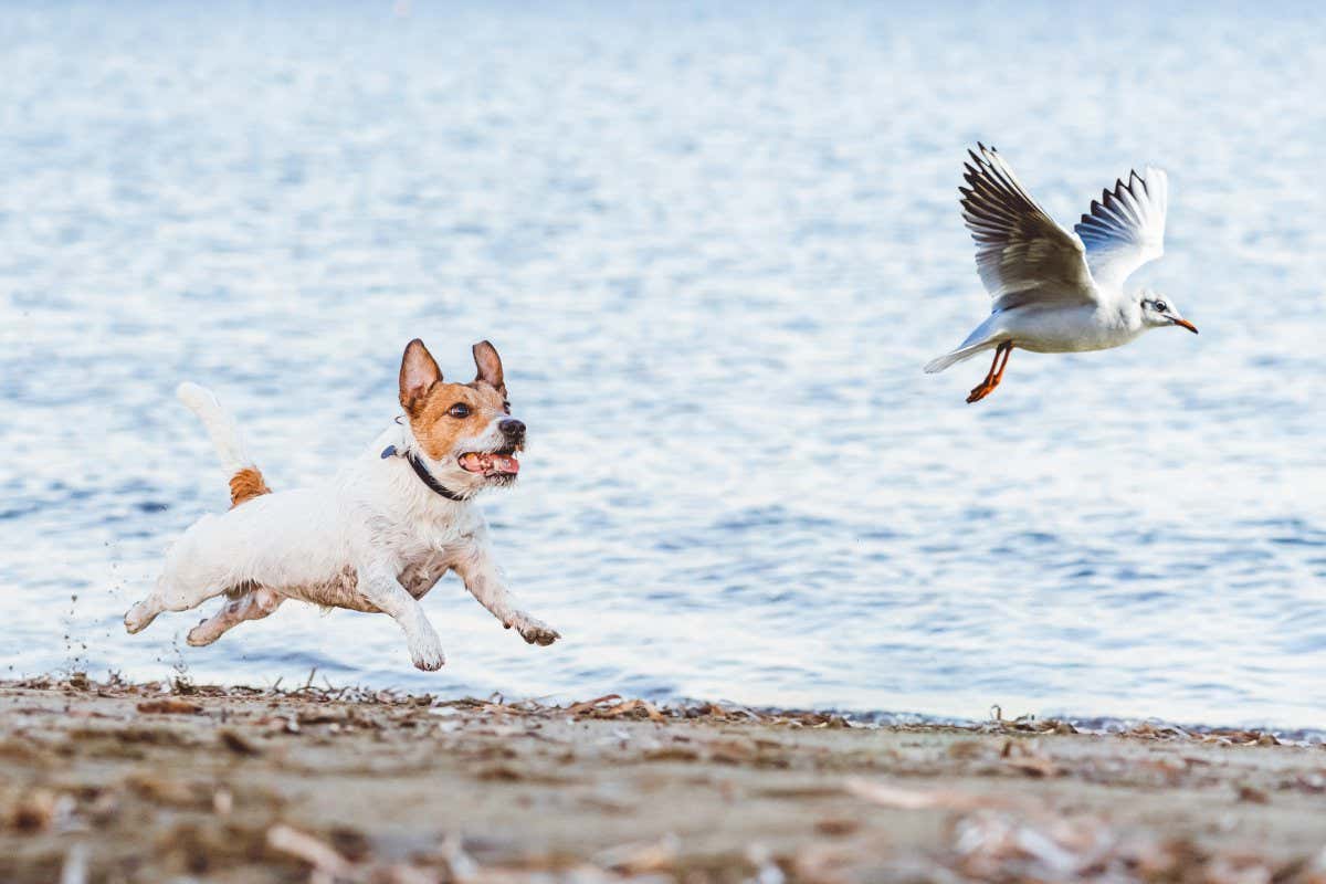 Naughty Dog chasing gull bird playing on beach; Shutterstock ID 1571434549; purchase_order: NS 30 April 2022 issue; job: Photo; client: NS; other: